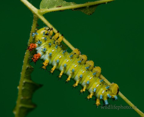 Cecropia Caterpillar - Fresh Molt 4th Instar