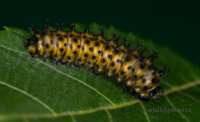 Cecropia Moth Caterpillar - 2nd Instar