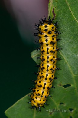 Cecropia Moth Caterpillar - 2nd Instar_2023
