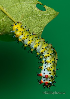 Cecropia Moth Caterpillar - 3rd Instar