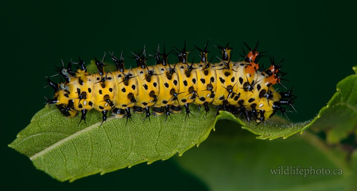 Cecropia Moth Caterpillar - 3rd Instar