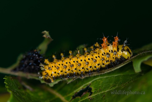 Cecropia Moth Caterpillar - 3rd Instar Fresh Molt