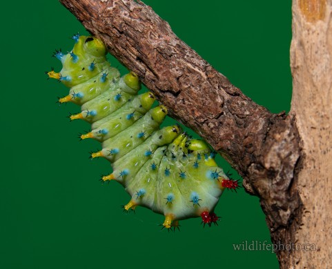Cecropia Moth Caterpillar - 4th Instar Preparing to Molt