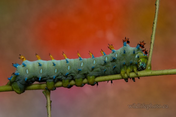 Cecropia Moth Caterpillar - 4th Instar