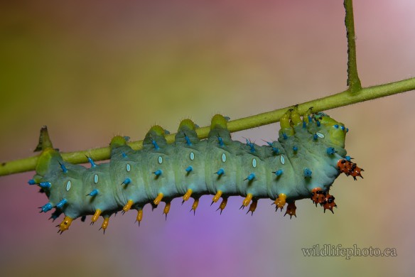 Cecropia Moth Caterpillar - 4th Instar