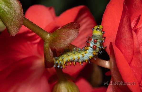 Cecropia Moth Caterpillar - Early 4th Instar