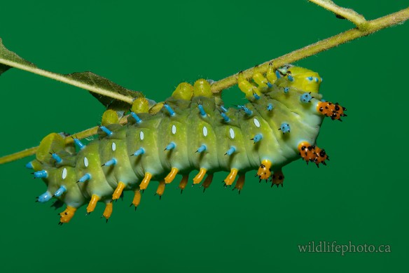 Cecropia Moth Caterpillar - Early 5th Instar