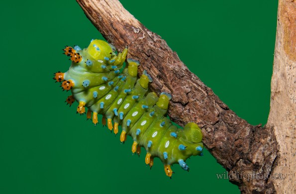 Cecropia Moth Caterpillar - Fresh Molt 5th Instar