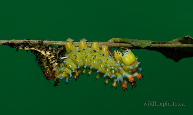 Cecropia Moth Caterpillar - Molting into 4th Instar
