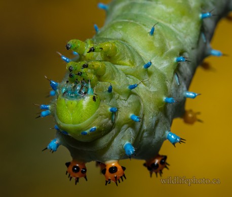 Cecropia Moth Caterpillar - 5th Instar