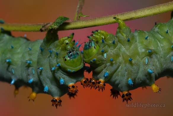 Cecropia Moth Caterpillars - 5th Instar