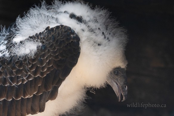 Juvenile Turkey Vulture