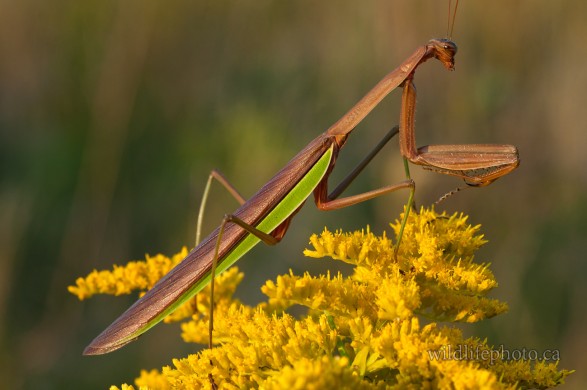 Male Chinese Mantis