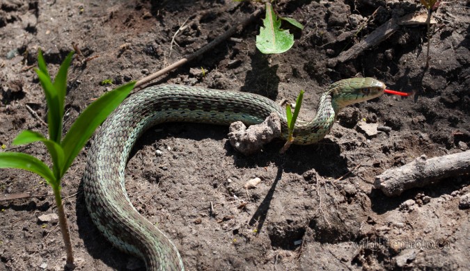 Eastern Garter Snake - Green Tinge Varation