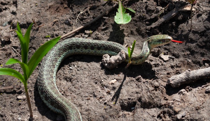 Eastern Garter Snake - Green Tinge Varation_2011