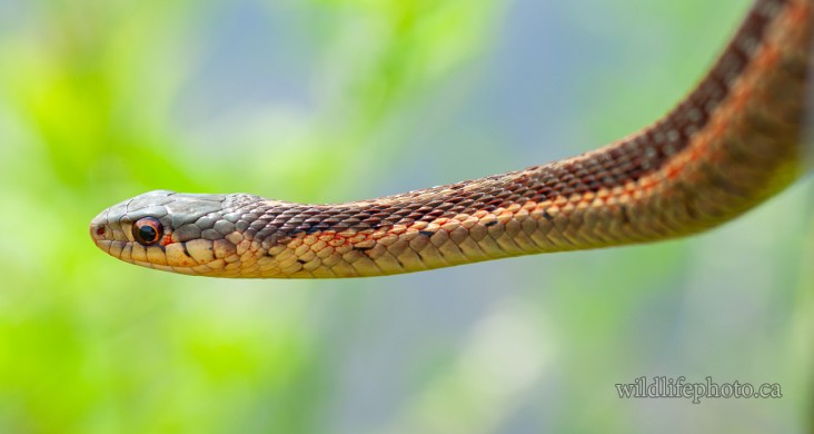 Eastern Garter Snake - Red Sided Varation