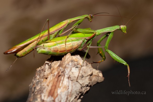 European Praying Mantis - Mating