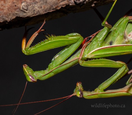 European Praying Mantis - Mating