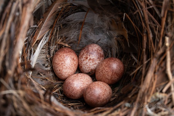 House Wren Nest with Eggs