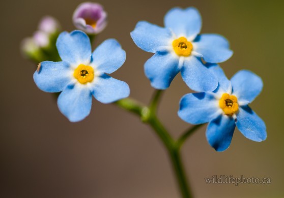 Water Forget-Me-Not_2012