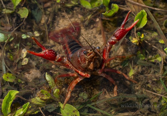 White River Crayfish