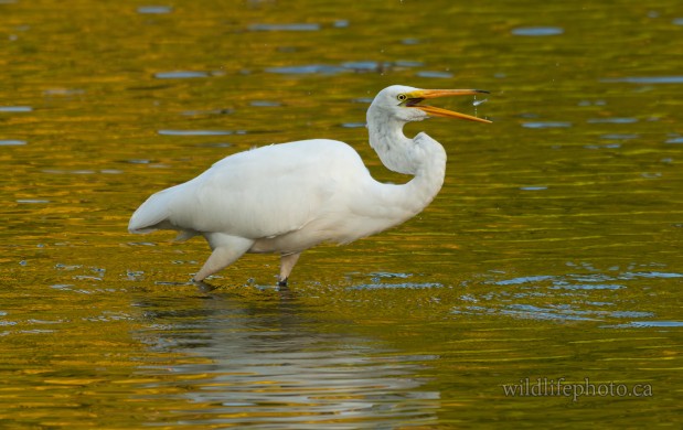 Great Egret - Flipping its Catch