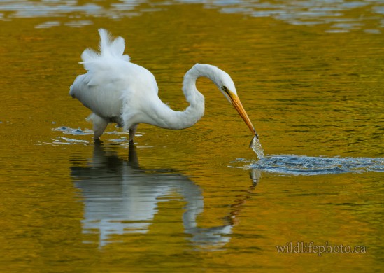 Great Egret Catching Fish