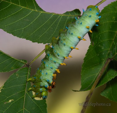 Cecropia Caterpillar - 5th Instar