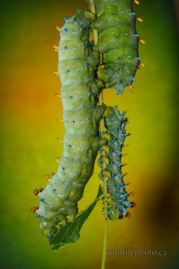 Cecropia Caterpillar - 5th and 4th Instar