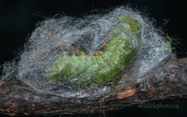 Cecropia Caterpillar - Creating Cocoon