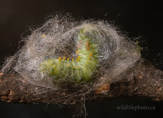 Cecropia Caterpillar - Creating Cocoon