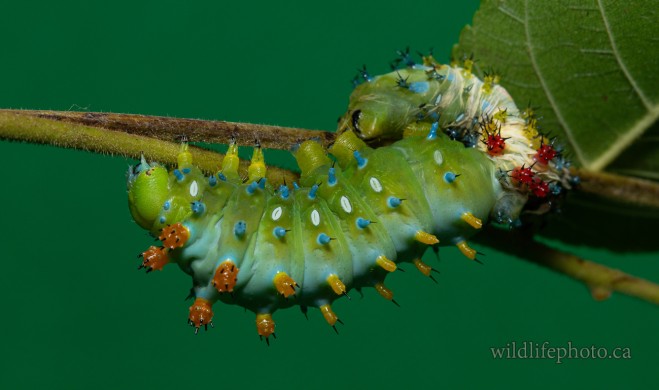 Cecropia Caterpillar - Molting into 5th Instar