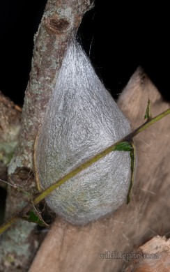 Cecropia Moth - Cocoon