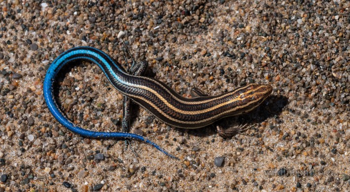Immature Common Five-lined Skink
