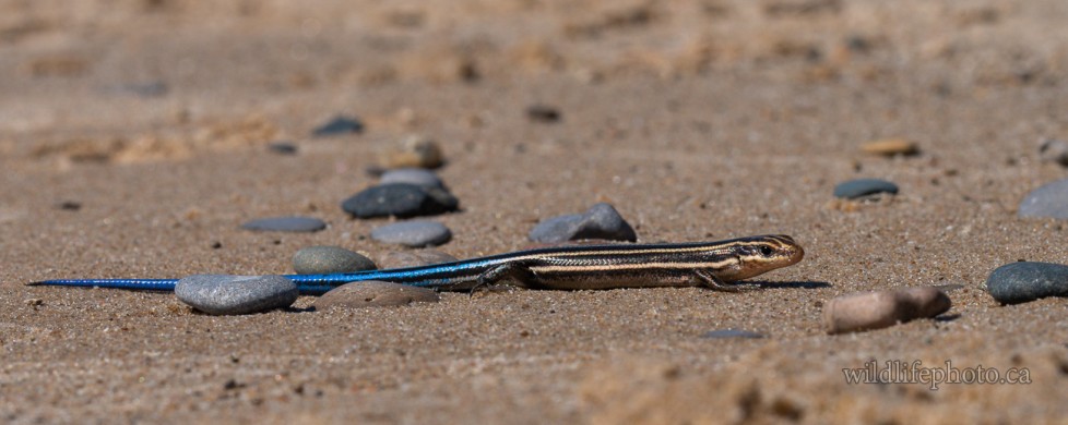 Immature Common Five-lined Skink