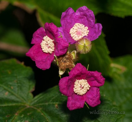 Purple-flowering Raspberry - Thimbleberry