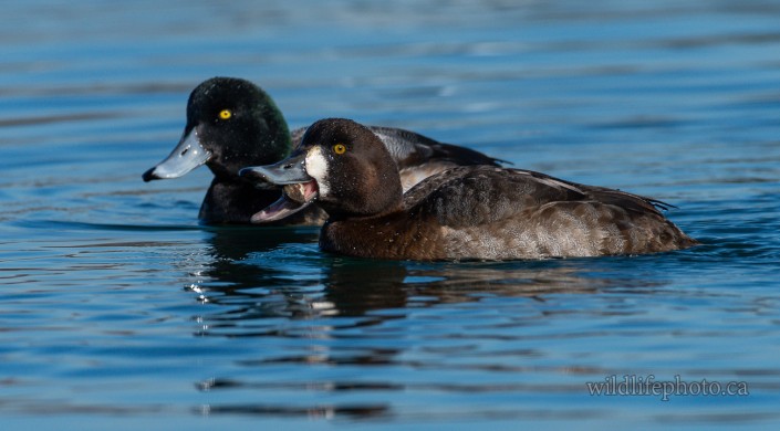 Male and Female Greater Scaup