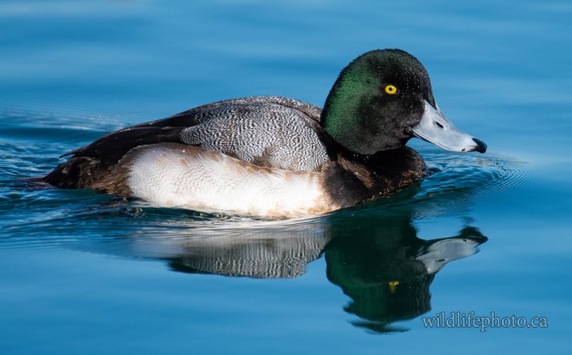 Immature Male Greater Scaup