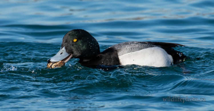 Male Greater Scaup