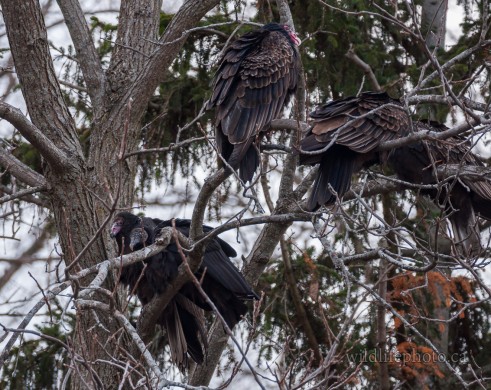 Black Vulture with Turkey Vulture