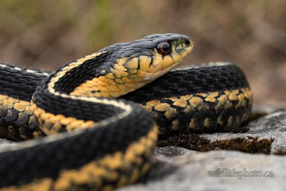Female Eastern Garter Snake
