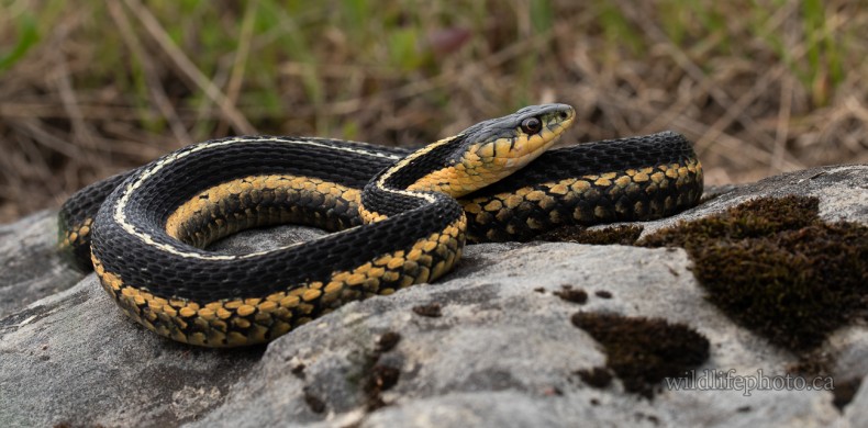 Female Eastern Garter Snake