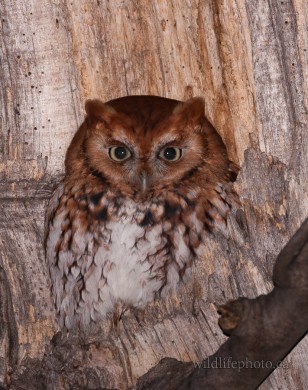 Eastern Screach Owl - Red Morph