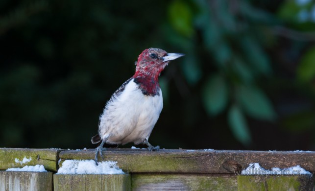 Immature Red-headed Woodpecker