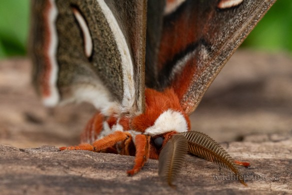 Male Cecropia Moth