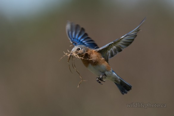 Female Eastern Bluebird with Nesting Material