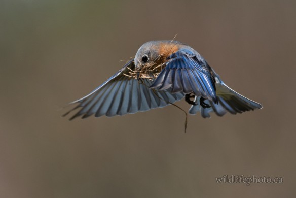 Female Eastern Bluebird with Nesting Material