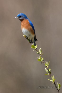 Male Eastern Bluebird