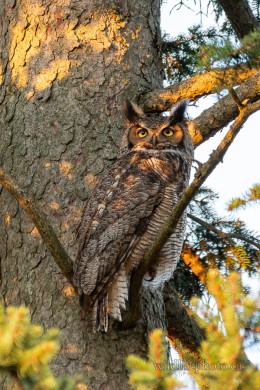 Female Great-horned Owl