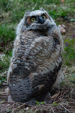 Great-horned Owlet